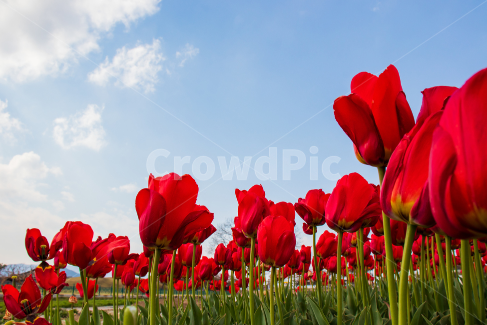 튤립,tulip,꽃,봄,하늘,꽃밭,레드,빨간,붉은,빨강,빨간색,파란,푸른,구름,자연,식물,풍경,경치,들판,밝은,정원,가든,만개,활짝핀,활짝피다,여름,컬러,칼라,컬러풀한,칼라풀한,색상,색감,아름다움,아름다운,예쁜,신선한,야외,꽃잎,계절,배경,바탕,백그라운드,그린,초록,flower,red,spring,tulips,bluesky,field,garden,bloom,blooming,blossom,landscape,blue,fields,sky,springtime,summer,nature,natural,color,colorful,beautiful,beauty,plant,fresh,clouds,cloud,flora,floral,green,leaf,outdoor,petal,season,background,bright