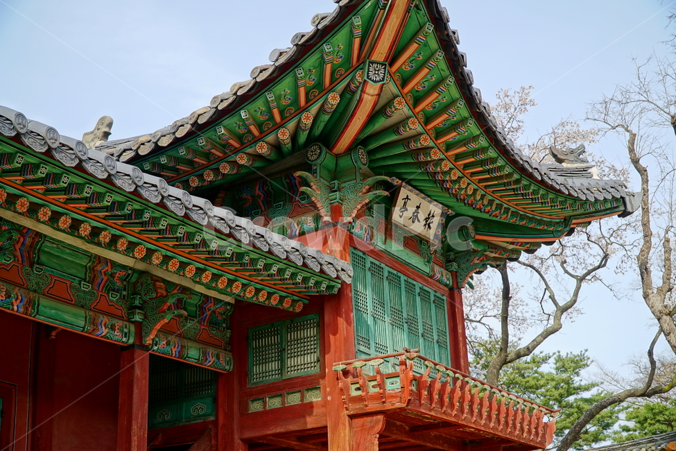 창덕궁,한국,korea,대한민국,서울,seoul,고궁,궁전,궁궐,조선,조선시대,조선왕조,왕궁,한옥,한국적인,한국문화,문화,한국전통,전통,문화재,전통문화,지붕,처마,담청,풍경,landscape,자연,nature,봄,봄꽃,spring,4월,april,기와,왕실,palace,changdeokgung,한국자연,한국풍경,역사,히스토리,history,한국전통,한국문화,korean traditional,korean culture,건축물,건물외관,exterior,building,structure,architecture,construction