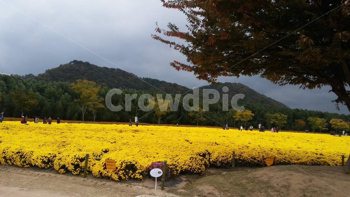 국화,산,나무,가을,샛노란,위대함,황금빛,놀라움,자연,풍경,nature,landscape,사람들,대중,군중,other people,crowd