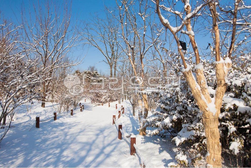 snow scene,nature,city park,winter,scenery,trees,walking trail,january,snow,winter landscape,park,landscape