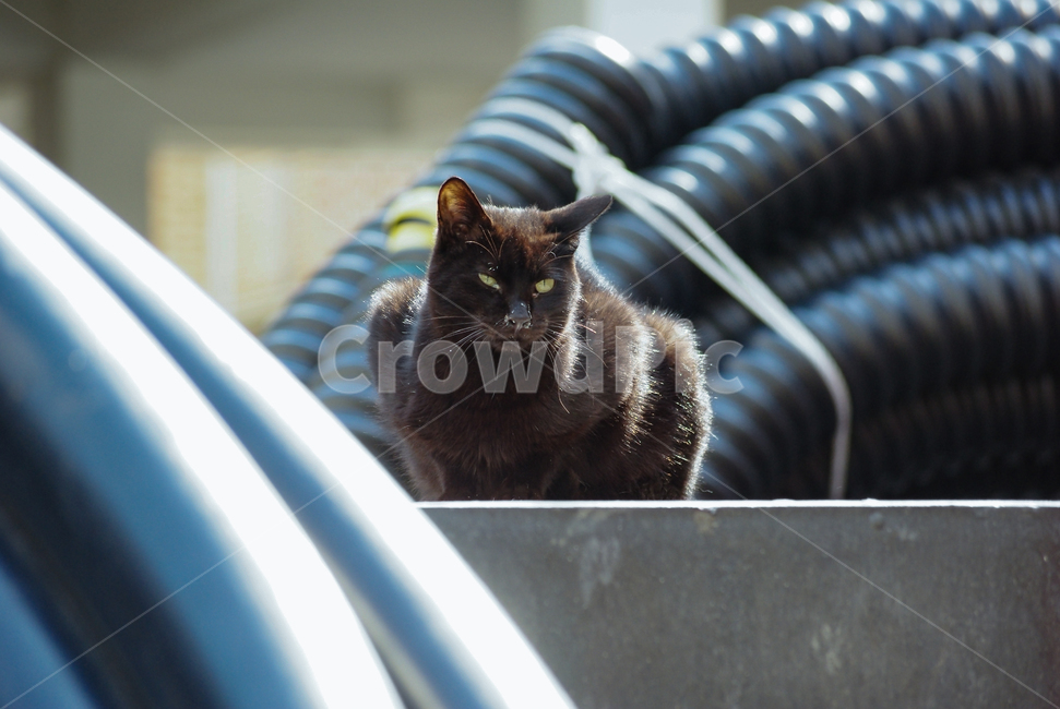 고양이,검은고양이,길냥이,길고양이,야생,야생동물,길거리,animal,cat