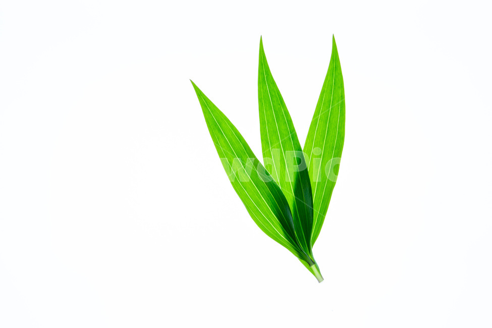 감성,생명,태동,자연,마음,식물,자연,plants,nature,누끼,remove background