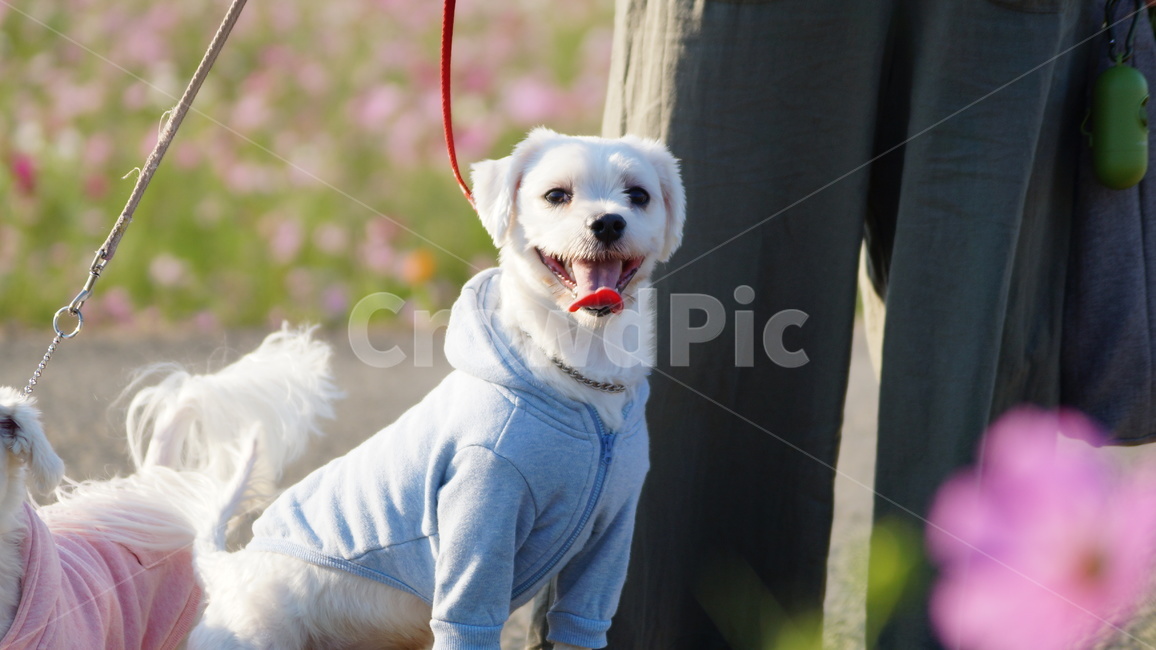 강아지,애견,반려견,애완견,dog,동물,animal,포유류,mammal,개,강아지,dog,doggy