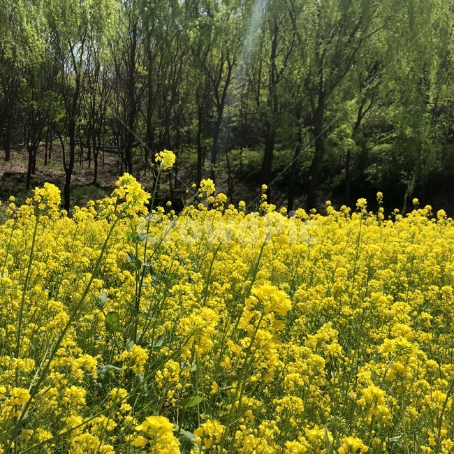 자연,풍경,나무,꽃밭,유채꽃,식물,자연,plants,nature,꽃,flower