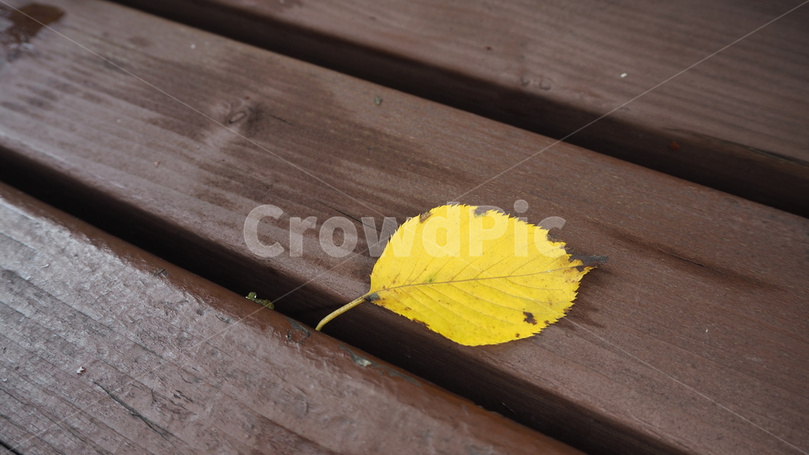 낙엽,잎,벤취,식물,나무,leaf,plant,bench,fallenleaves,식물,자연,plants,nature