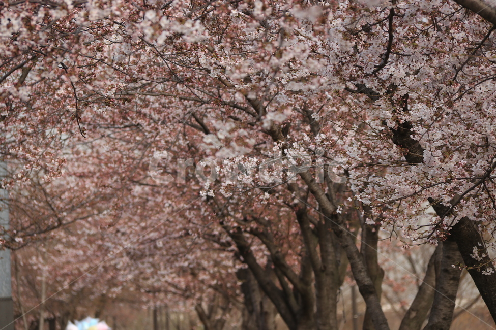 식묵,plant,flower,cherryblossom,blossom,꽃,벚꽃,식물,자연,봄,식물,자연,plants,nature,꽃,flower