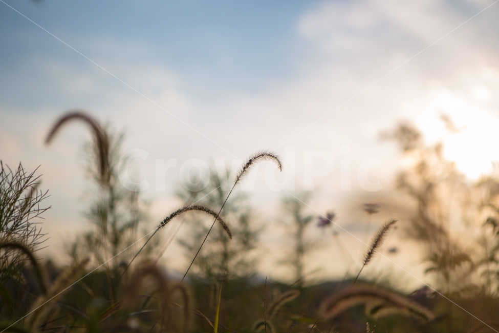 강아지풀,풍경,자연,가을,노을,가을,계절,fall,autumn,season,식물,자연,plants,nature,감성,sensible,feeling,plant,grass,잔디,lawn
