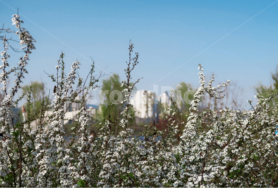 꽃,flower,봄,spring,하늘,sky,흰꽃,식물,배경