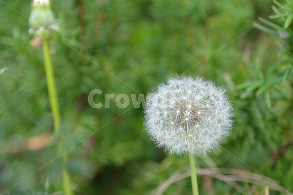 들,꽃,자연,민들레,홀씨,식물,자연,plants,nature,꽃,flower
