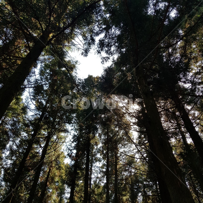 제주도,사려니숲,숲,하늘,나무,숲속,시원함,자연,풍경,nature,landscape,tree,plant,식물,redwood,세쿼이아