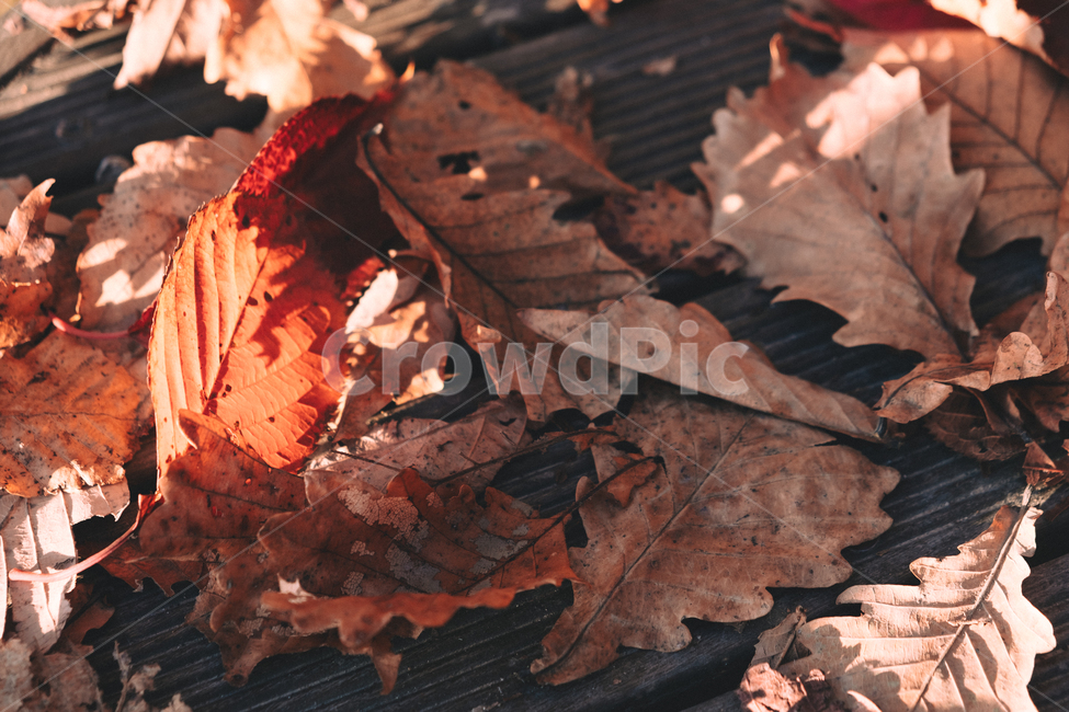 나뭇잎,잎사귀,자연,가을,단풍,가을,계절,fall,autumn,season,감성,sensible,feeling,leaf,잎,plant,식물