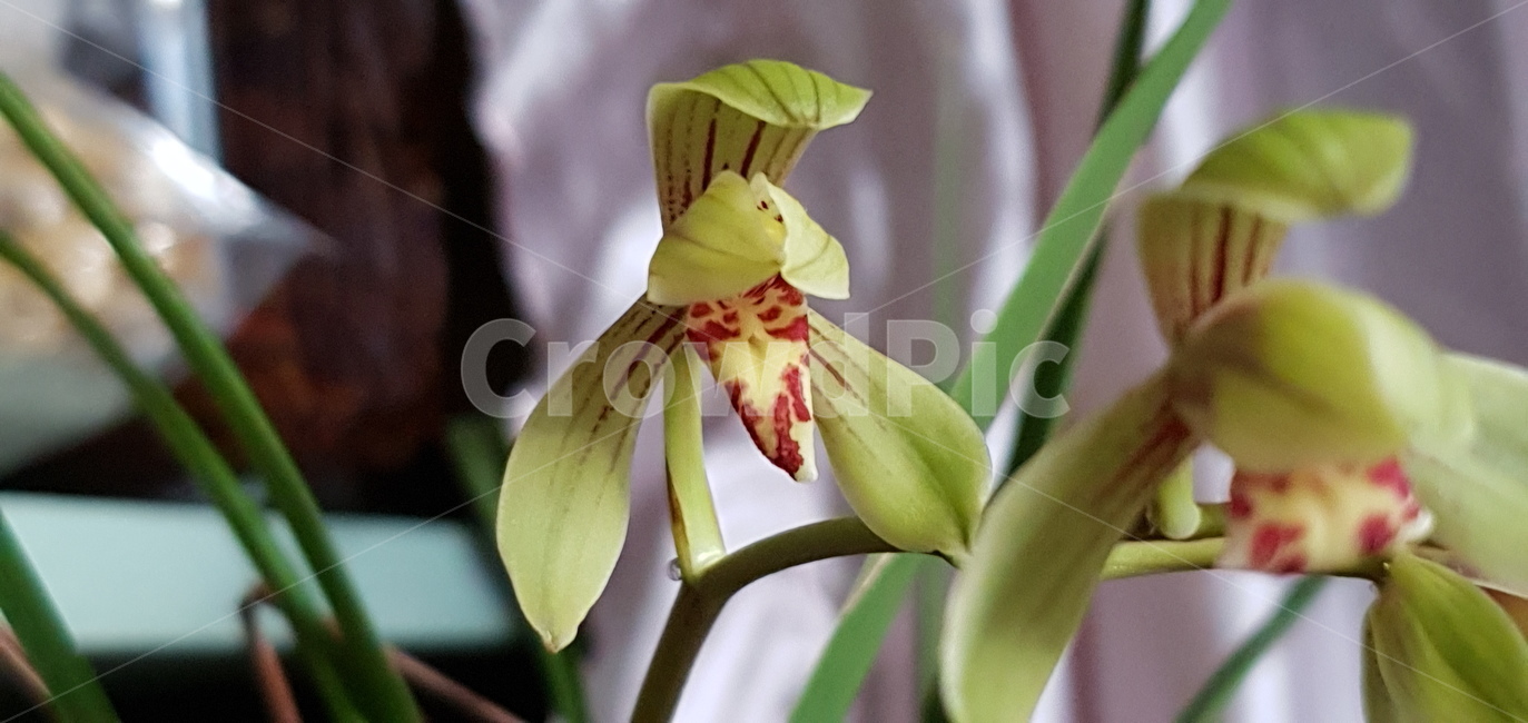 꽃,난,식물,flower,blossom,plant