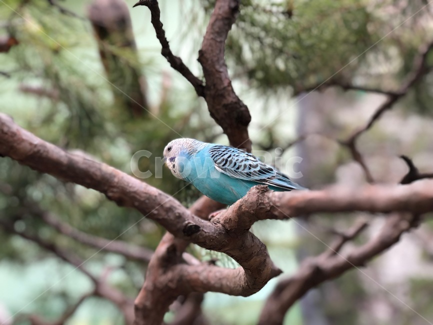 bird,새,animal,동물,나무,앵무새,작은새,동물,animal,조류,새,birds