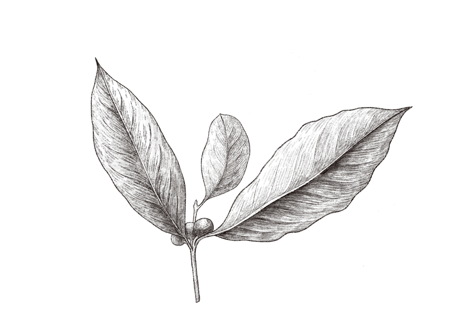 drawing,plant,잎,leaf,미술,art,그림,식물,커피콩,커피나무,커피식물,그래픽,일러스트레이션,graphic,illustration