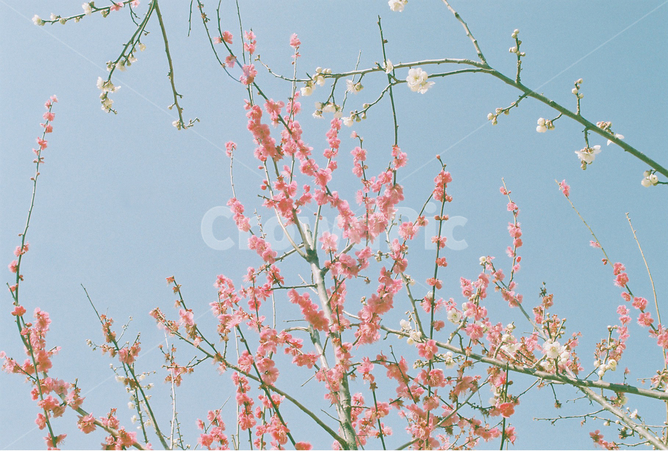 홍매,봄꽃,매화축제,필름사진,홍매화,아날로그감성,감성사진,원동매화마을,봄의전령,아날로그사진,봄,계절,spring,season,식물,자연,plants,nature,꽃,flower,감성,sensible,feeling,plant