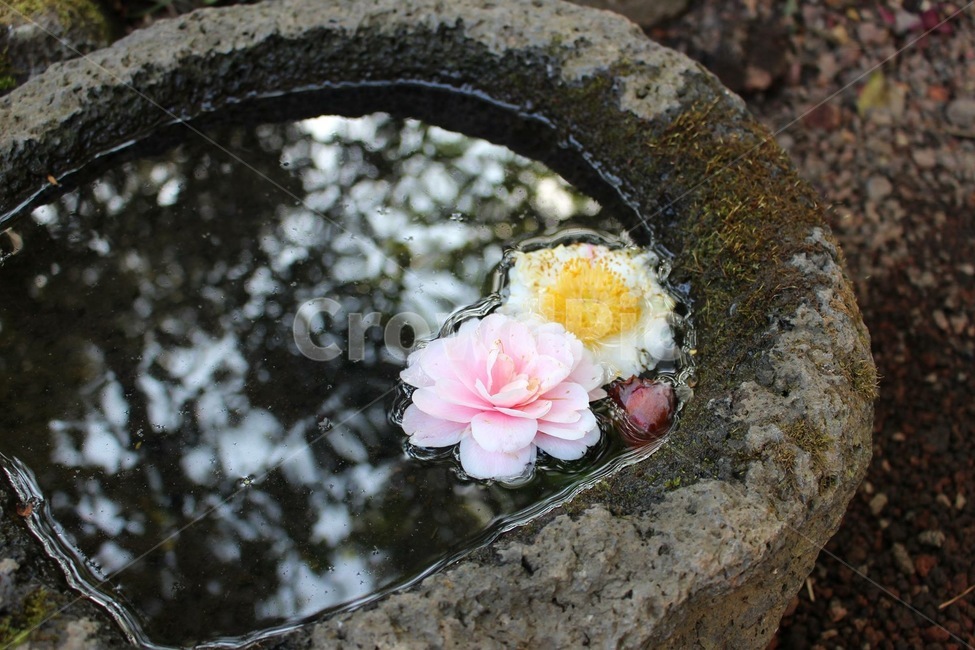 꽃,물,자연,식물,flower