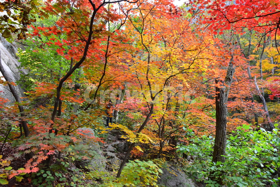가을,단풍,자연,풍경,북한산,잎,단풍잎,붉은,나무,계절,계곡,숲,힐링,plant,fall,autumn,season,forestnature,landscape,한국자연풍경,한국자연경관,korea,tree,maple,leaf,가을,계절,fall,autumn,season,자연,풍경,nature,landscape,식물,plants,나무,trees,wood