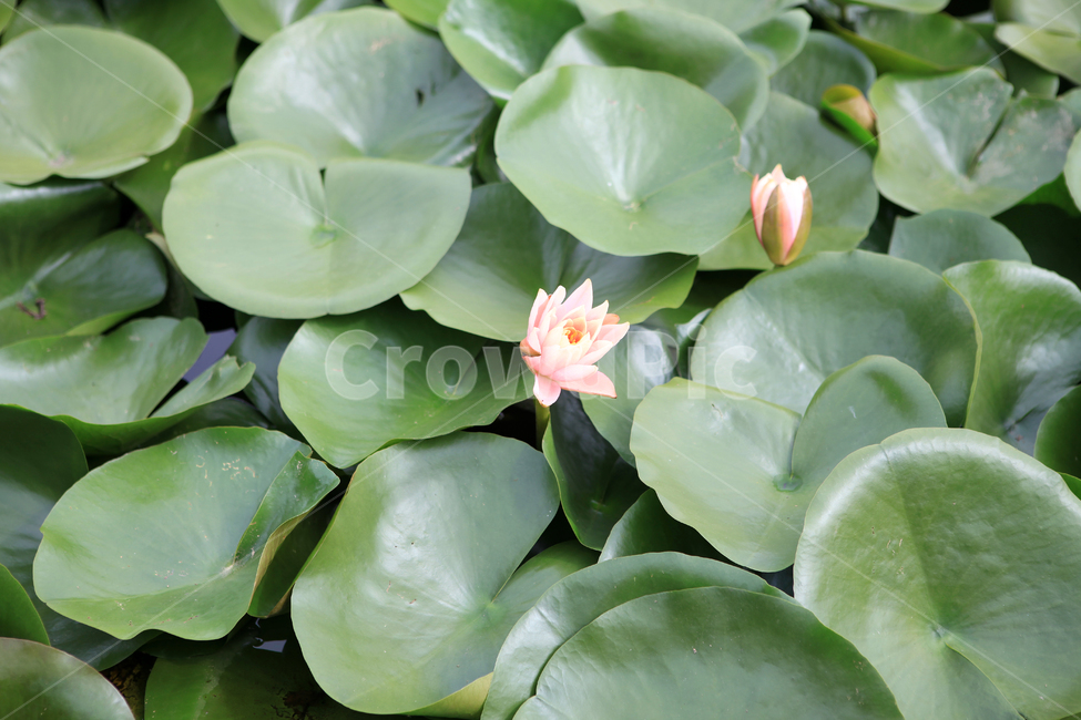 식물,plant,blossom,꽃,flower,연꽃,연못,lotus,식물,자연,plants,nature,꽃,flower