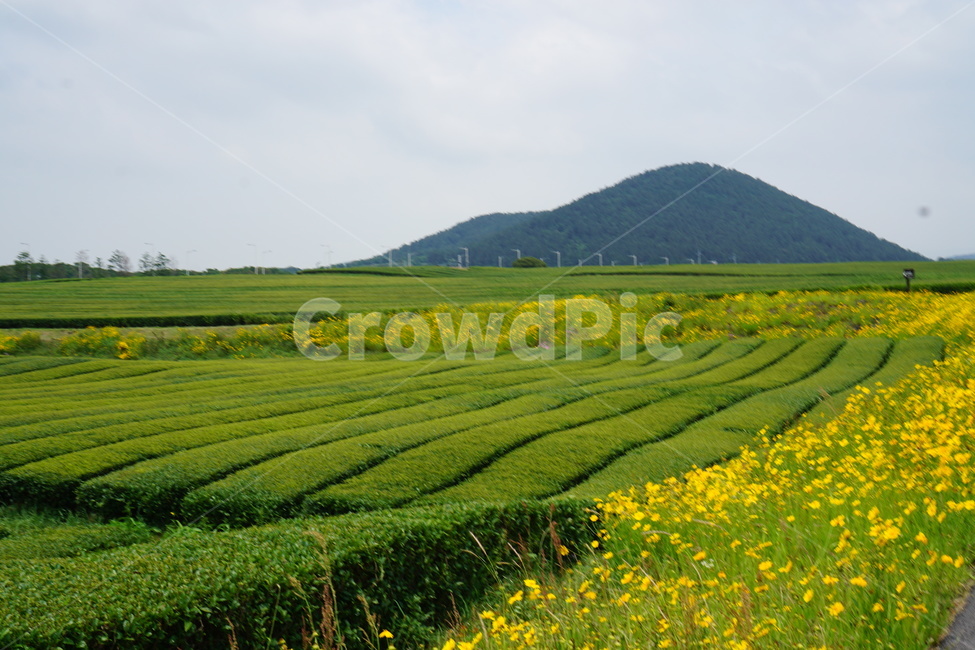 제주도,풍경,바다,유채꽃,녹차밭,봄,계절,spring,season,자연,풍경,nature,landscape,한국자연풍경,한국자연경관,korea nature landscape,제주도,jeju,jeju island,outdoors,옥외,field,들,grassland,목초지,farm,농장,rural,농촌,meadow