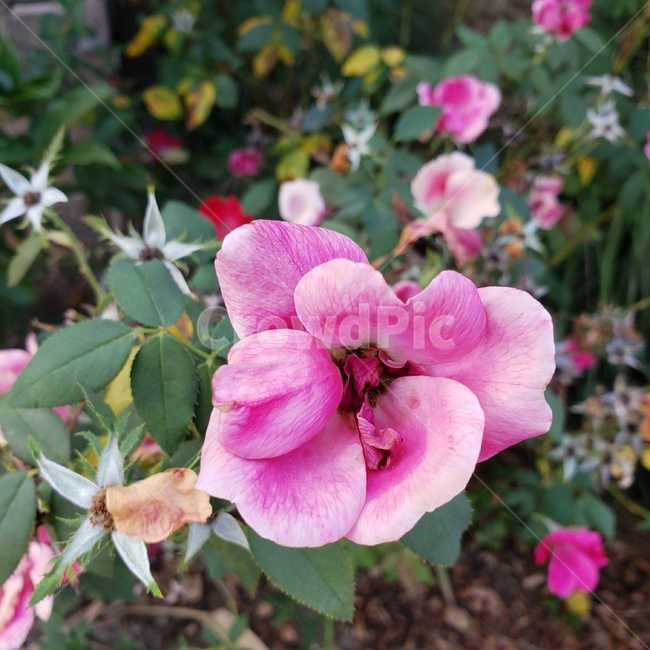 꽃,장미,분홍색,분홍꽃,flower,rose,생화,식물,plant,식물,자연,plants,nature,꽃,flower