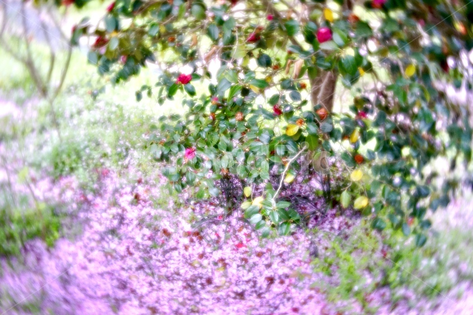 봄꽃,동백,벚꽃,꽃잎,전주,꽃,겹벚꽃,꽃길,봄,계절,spring,season,식물,자연,plants,nature,꽃,flower,plant