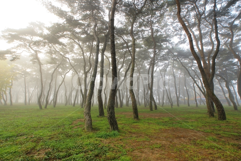 소나무,안개,송호리,영동군,풍경,자연,풍경,nature,landscape,한국자연풍경,한국자연경관,korea nature landscape,plant,식물,tree,나무,tree trunk,나무 줄기