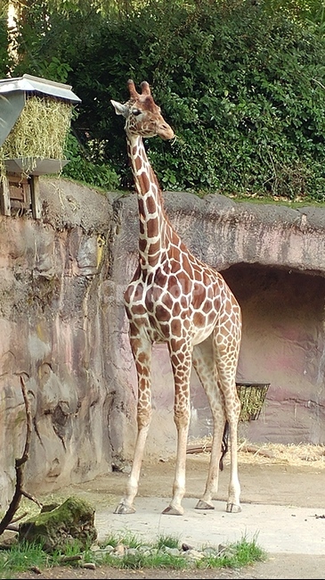 기린,동물,giraffe,animal,africa,아프리카,동물원,zoo,mammals,동물,animal,포유류,mammal