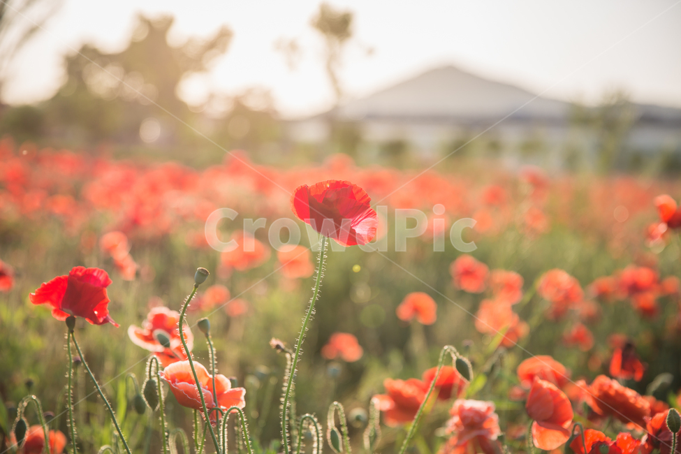 맑은날,하늘,꽃,양귀비,햇살,식물,자연,plants,nature,꽃,flower