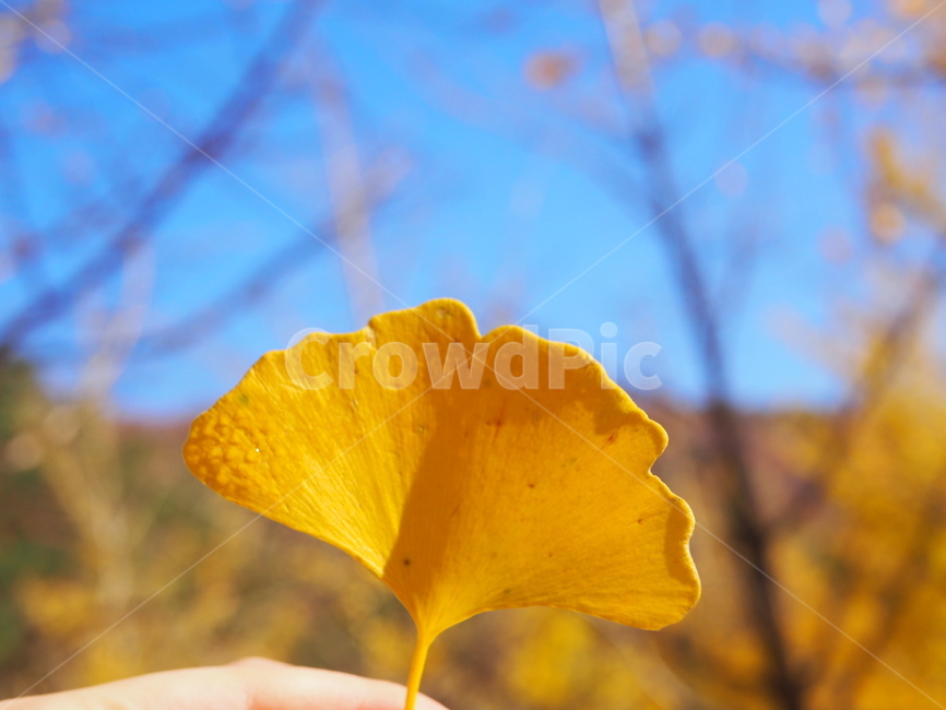 petal,꽃잎,flower,blossom,꽃,plant,식물,은행잎,가을,은행,숲,숲속,노랑,잎,가을,계절,fall,autumn,season