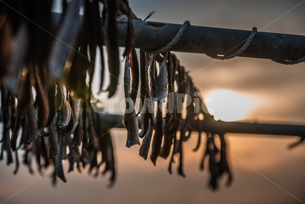 과메기,구룡포,동해,꽁치,거조,바다,술안주,안주,아침,해안,해변,파도,특산물,포항,해풍,신선,해산물,수산물,요리,겨울,sea,food,음식,식재료,요리,food,cook,meal,dishes,food reserves,수산물,해산물,fishery products,seafood