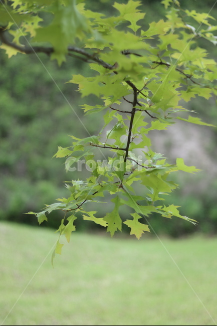 플라타너스,연두,가로수,봄,흐림,식물,자연,plants,nature