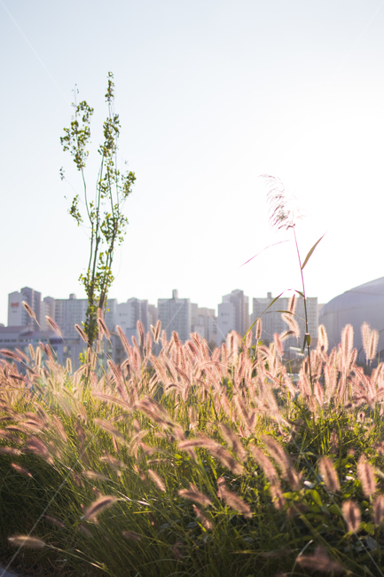 안양천,가을,억새,가을풍경,억새풀,fall,autumn,자연,nature,landscape,가을,계절,fall,autumn,season,자연,풍경,nature,landscape,식물,plants,grass,잔디,plant,lawn,reed,갈대