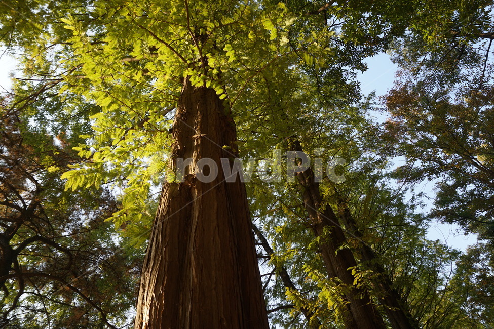 풍경,나무,식물,초록,자연,식물,자연,plants,nature,나무,trees,wood