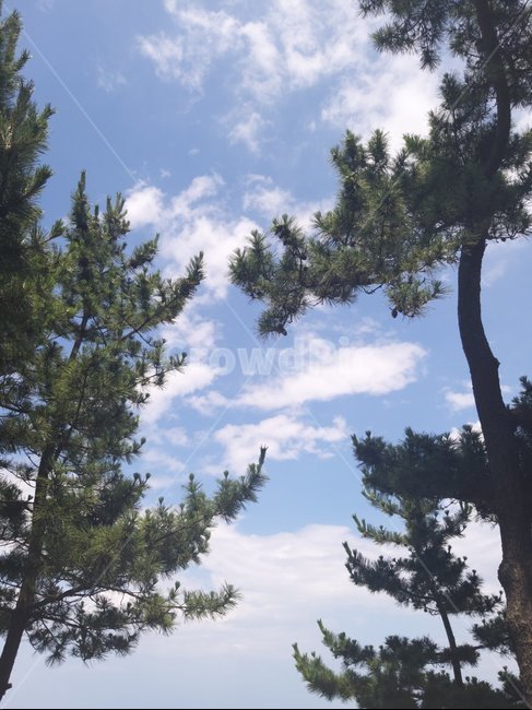 tree,나무,plant,식물,fir,전나무,구과식물,conifer,아비,abies
