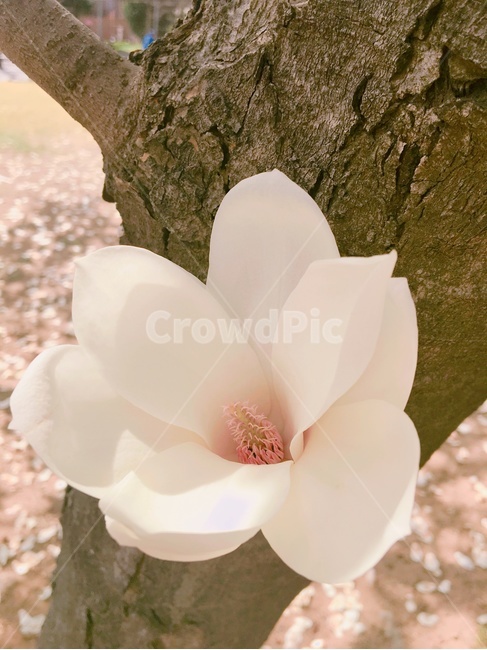 봄,spring,목련,magnolia,꽃,flower,목련나무,magnoliatree,봄,계절,spring,season,식물,자연,plants,nature,꽃,flower,plant