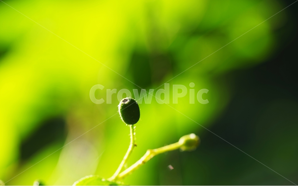 팥배나무,팥배나무열매,토종나무,산배나무,나무,아침햇살,식물,자연,plants,nature,과일,열매,fruit