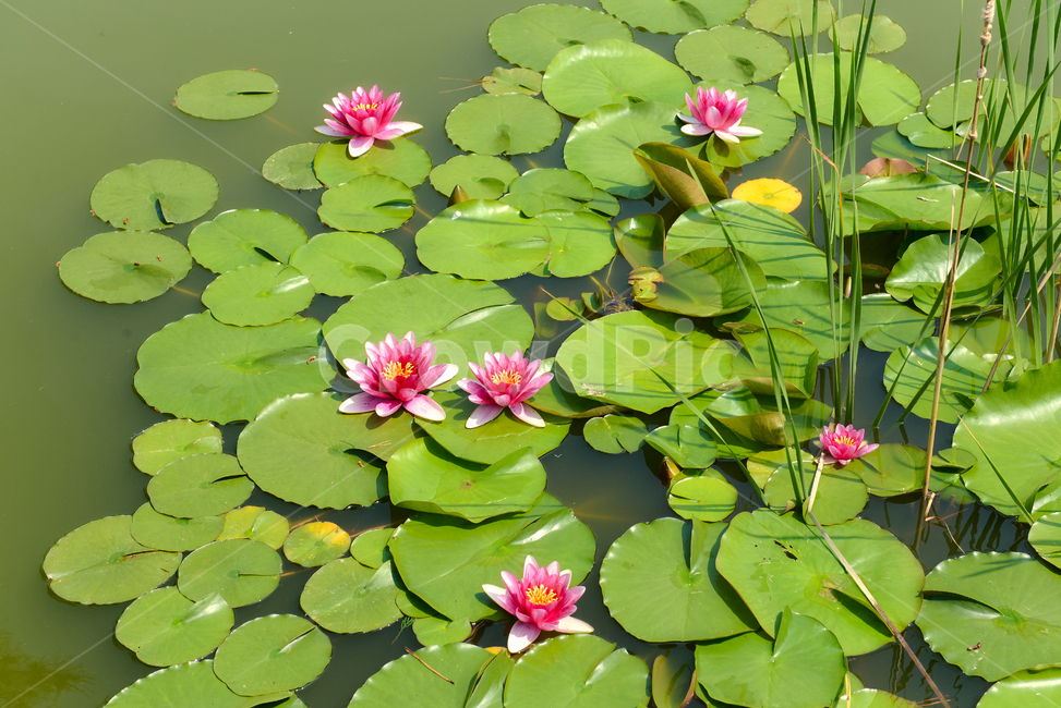 꽃,자연,접사,분홍,힐링,신선함,안식처,season,plants,nature,flower,sensible,feeling,색깔,색상,색채,색감,colorsense,colorsensitivity,feelingofcolor,감성,평온함,느낌,휴식,koreanature