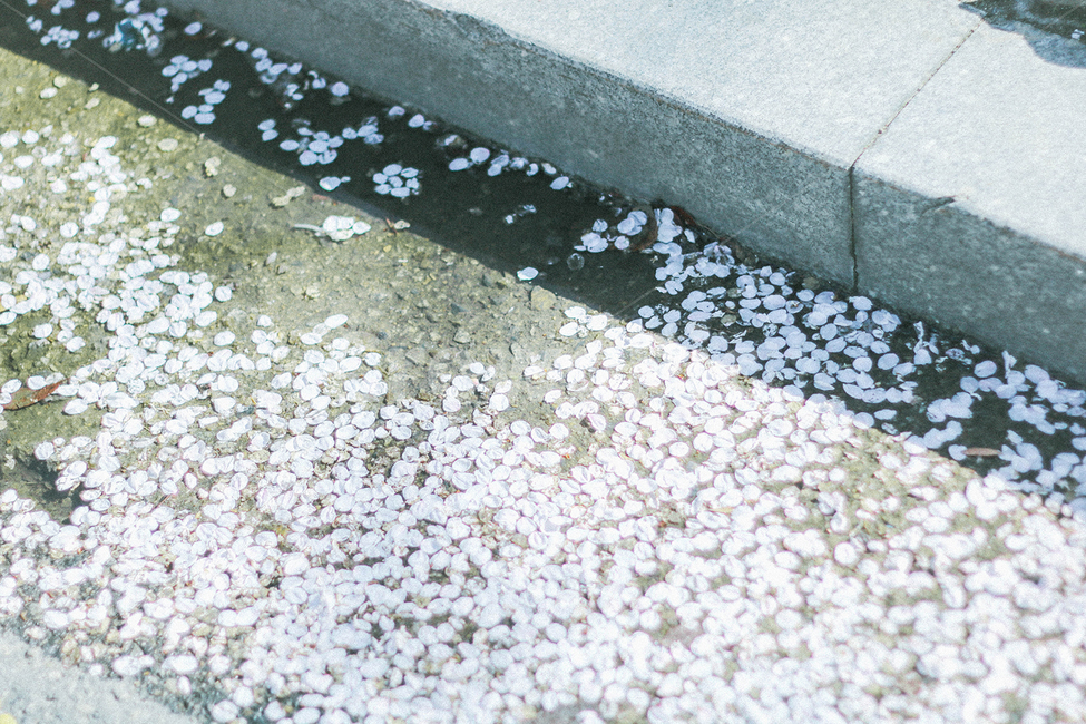 벚꽃,봄,벚꽃잎,감성사진,꽃,spring,따뜻함,순수,깨끗,flower,cherryblossoms,일본감성,여의도벚꽃축제,4월,아기자기,길거리,소녀감성,빛,봄,계절,spring,season,꽃,flower,nature,자연,hail,빗발