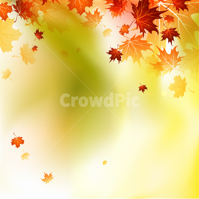 단풍,가을,fall,배경,background,가을,계절,fall,autumn,season,식물,자연,plants,nature,plant,leaf,잎,tree,나무