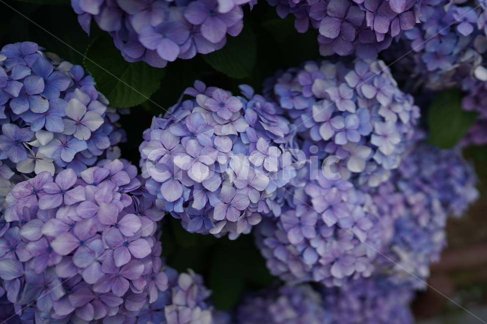 수국,식물,꽃,flower,수국꽃,blossom,식물,자연,plants,nature,꽃,flower