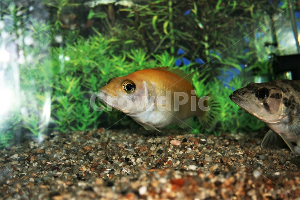 황쏘가리,꺽지과,알비노,돌연변이,희귀어,동물,animal,어류,물고기,fish