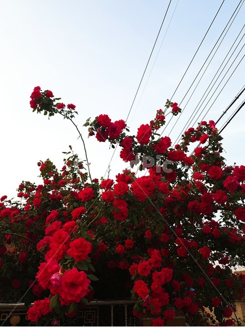 오후,장미,꽃,flower,rose
