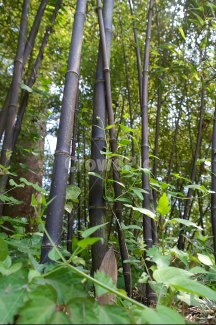 대나무,밤부,bamboo,식물,plant,대나무숲,나무,trees,wood