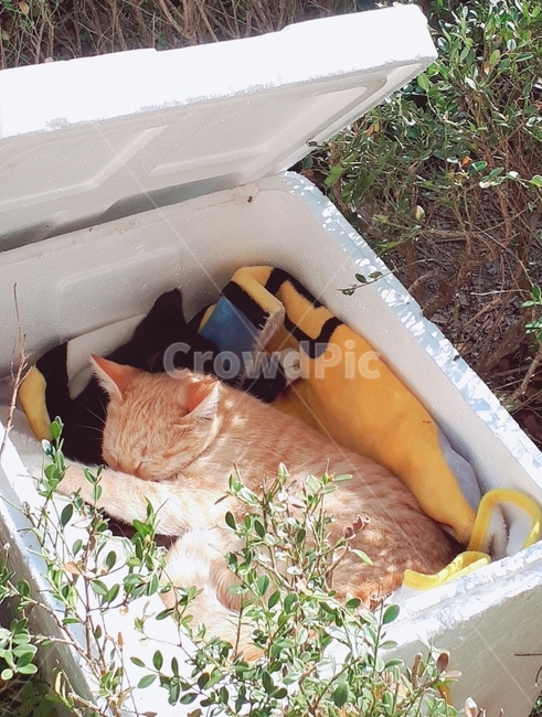 고양이,cat,햇살,따스한,동물,새끼,잠,sleep,귀여운,cute,포근