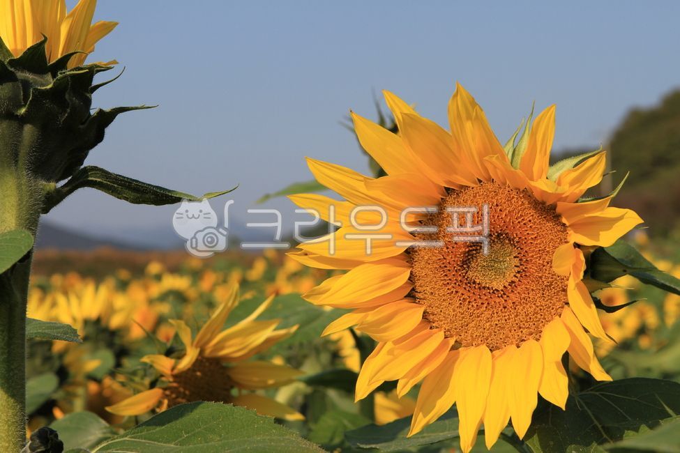 sunflowerflower,sunflowerfield,sunflower flower,autumn,sunflower field,sunflower