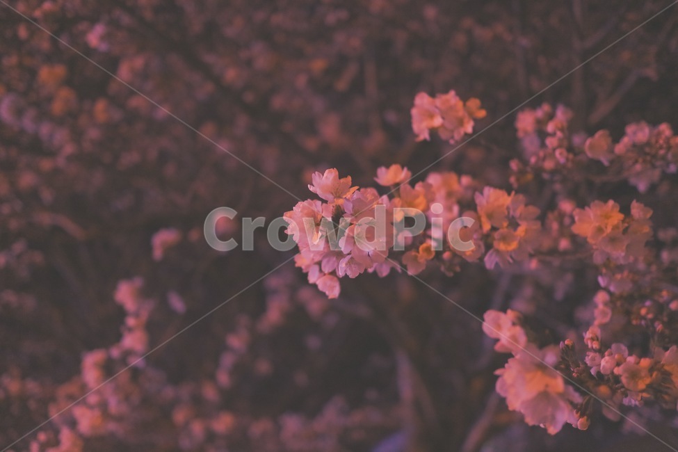 벚꽃,밤,봄,나무,plant,식물,blossom,flower,꽃