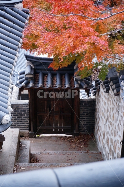 문,한옥,가을,단풍,건축물,기와집,가을,계절,fall,autumn,season,한국전통,한국문화,korean traditional,korean culture,건축물,건물외관,exterior,building,structure,architecture,construction,tree,나무,plant,식물