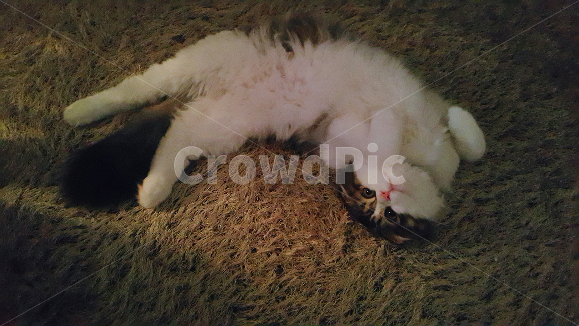 고양이,반려동물,포유류,귀여움,브라운,카펫,cat,kitten,kitty,애교,cute,mammal,brown,갈색,동물,반려묘,animal,pet,동물,animal,포유류,mammal,고양이,cat,kitten,kitty