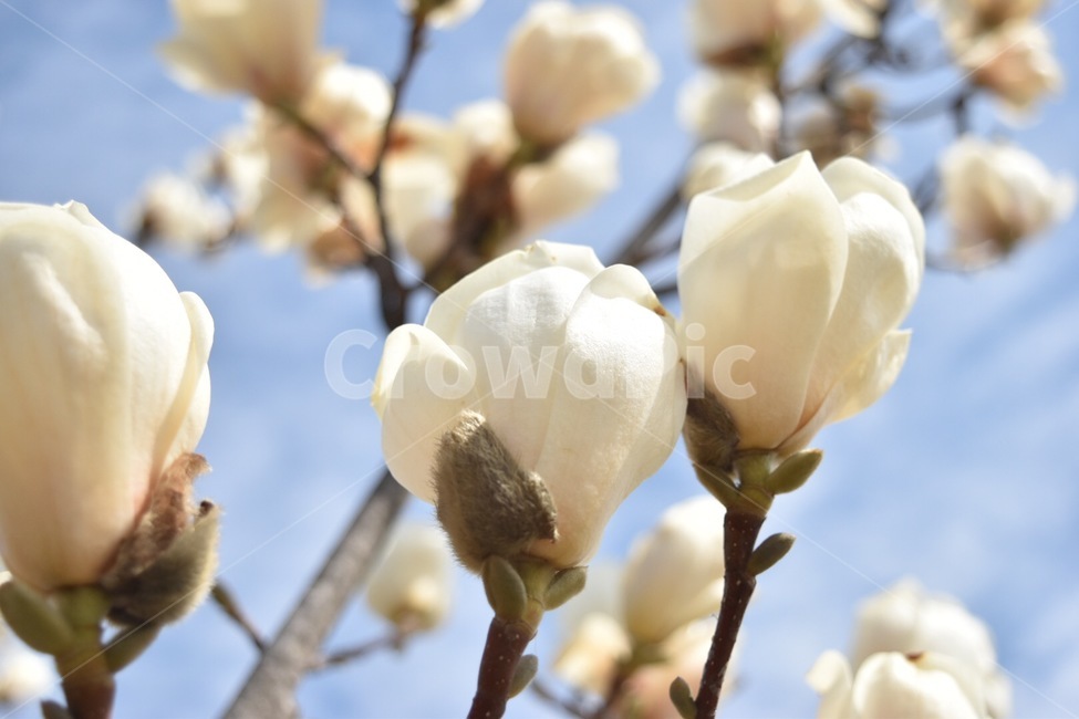 꽃,벚꽃,봄,목련,나무,하늘,아름다움,화사함,flower,식물,자연,plants,nature,꽃,flower