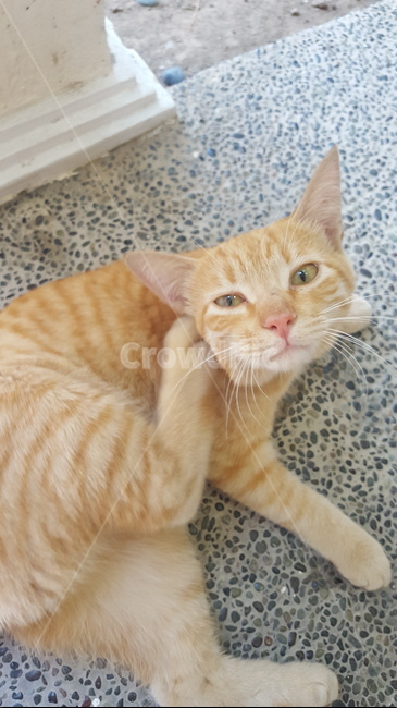 동물,고양이,cat,애완동물,kitten,pet